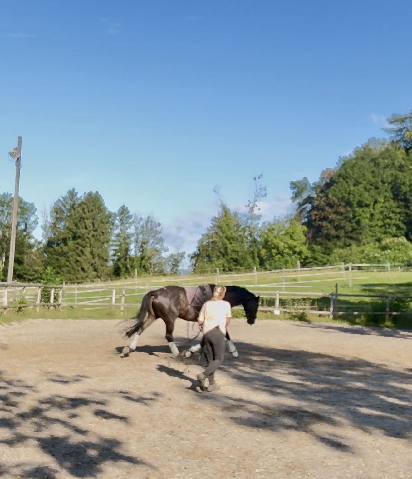 Doppellonge - Stressfrei - Schritt für Schritt - Teil 1