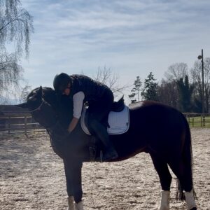 Onlinetraining - nicht nur für JUNGE Pferde - die korrekte Grundausbildung des Pferdes