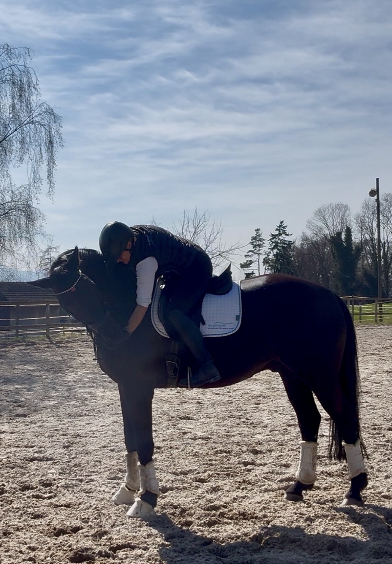 Onlinetraining - nicht nur für JUNGE Pferde - die korrekte Grundausbildung des Pferdes