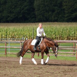 Fehlerfrei zum gesunden Pferd - Mentoringcircle