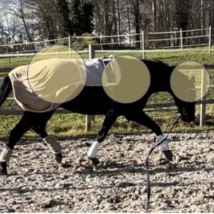 Build a Stronger, Healthier Horse Through Effective Lunging