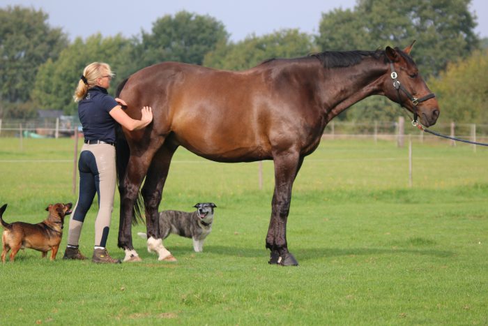 Pferd von hinten gesehen auf einem Sandplatz, die Reiterin in weisser Bluse reitet auf eine Reihe belaubter Bäume zu