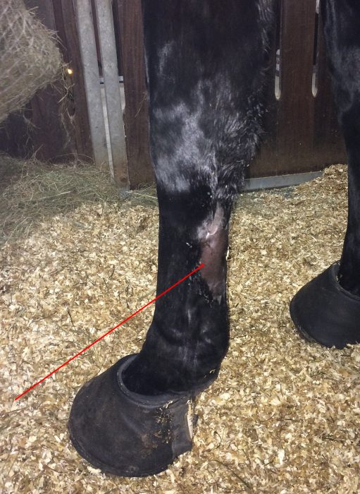 Pampis Bein eine Woche nach dem Sehnenschaden in der Box, ein roter Pfeil zeigt auf die frische Verletzung an der Sehne