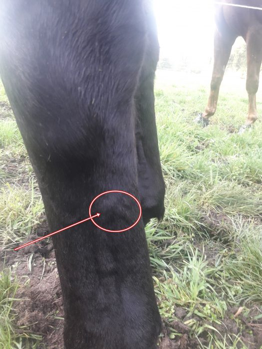 Pampis Bein elf Monate nach dem Sehnenschaden auf der Weide, ein roter Kreis mit Pfeil markiert die kaum noch sichtbare Verdickung
