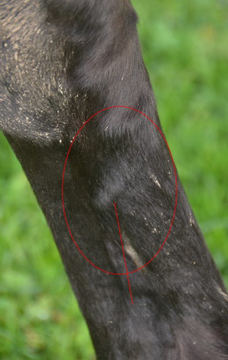 Pampis Bein sieben Monate nach der Sehnenverletzung, eine rote Markierung zeigt die abgeheilte Stelle an der Sehne